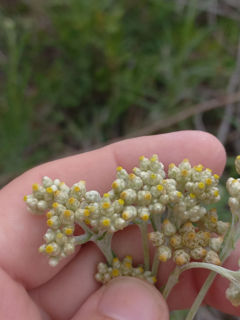 Everlastingflowers from Vyf Brakke Fonteinen, Mossel Bay, 6520, South