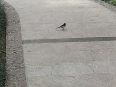 Motacilla alba alboides