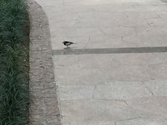 Motacilla alba alboides