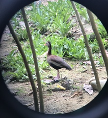 Dendrocygna autumnalis