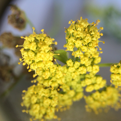 Lomatium utriculatum