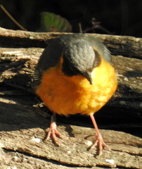 Cossypha dichroa dichroa