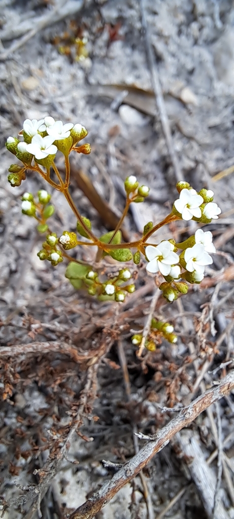 Crassula filiformis 2