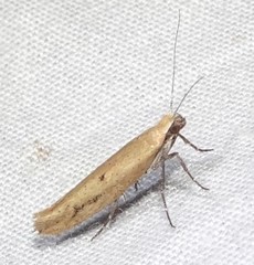Ypsolopha