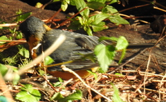 Cossypha dichroa dichroa