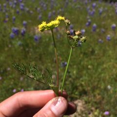 Lomatium utriculatum