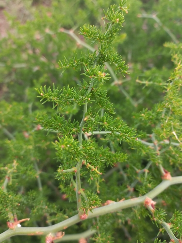 Image of Asparagus multiflorus by (c) Brian du Preez, some rights reserved (CC BY-SA)