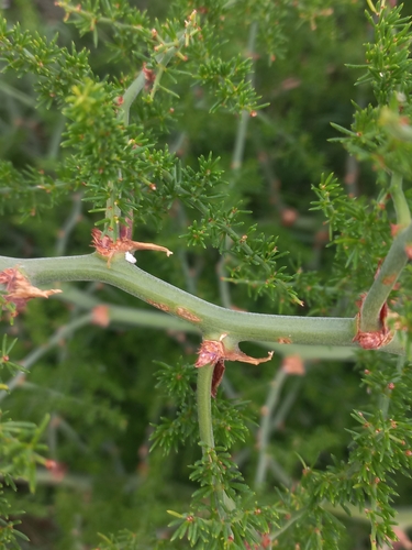 Image of Asparagus multiflorus by (c) Brian du Preez, some rights reserved (CC BY-SA)