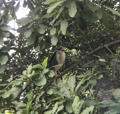 Nycticorax nycticorax