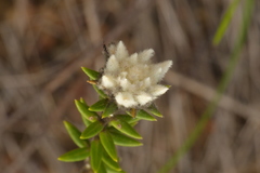 Phylica propinqua
