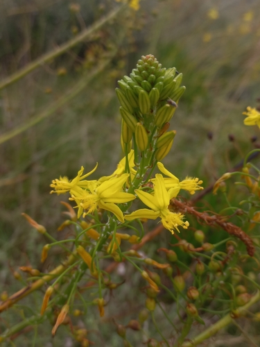 Image of Stalked Bulbine (Bulbine frutescens) by (c) Brian du Preez, some rights reserved (CC BY-SA)