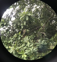 Nycticorax nycticorax