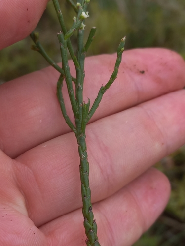 Image of Thesium flexuosum by (c) Brian du Preez, some rights reserved (CC BY-SA)