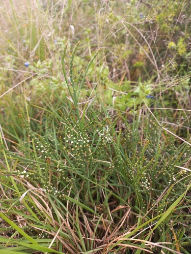 Image of Thesium flexuosum by (c) Brian du Preez, some rights reserved (CC BY-SA)