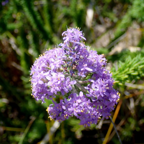 Image of Selago burchellii by no rights reserved
