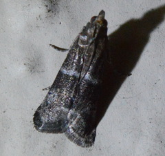 Moodna ostrinella