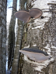 Phellinus cinereus