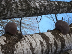 Phellinus cinereus