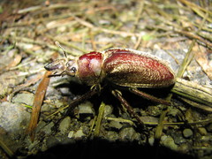 Sphaenognathus kolbei