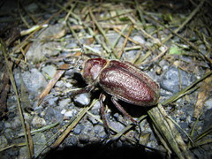 Sphaenognathus kolbei