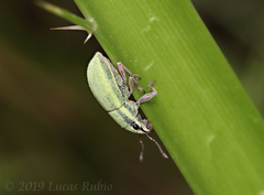 Pantomorus viridisquamosus
