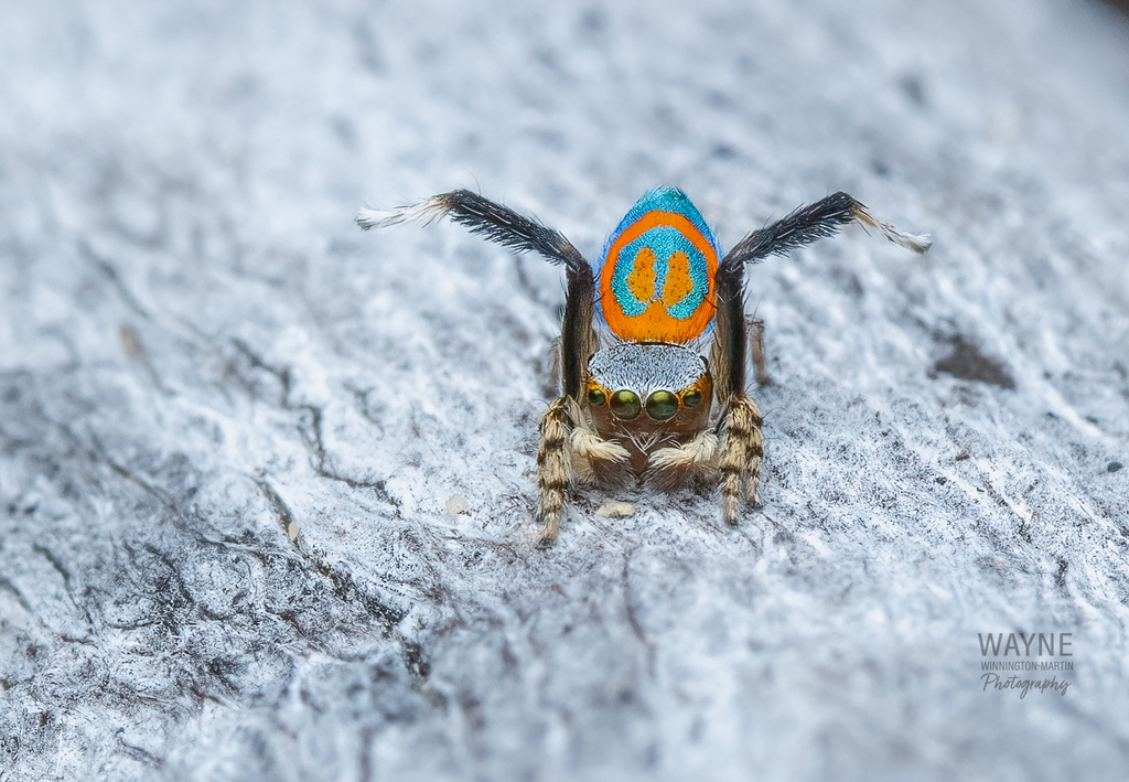 Maratus michaelorum