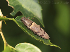 Conoderus leucophaeatus