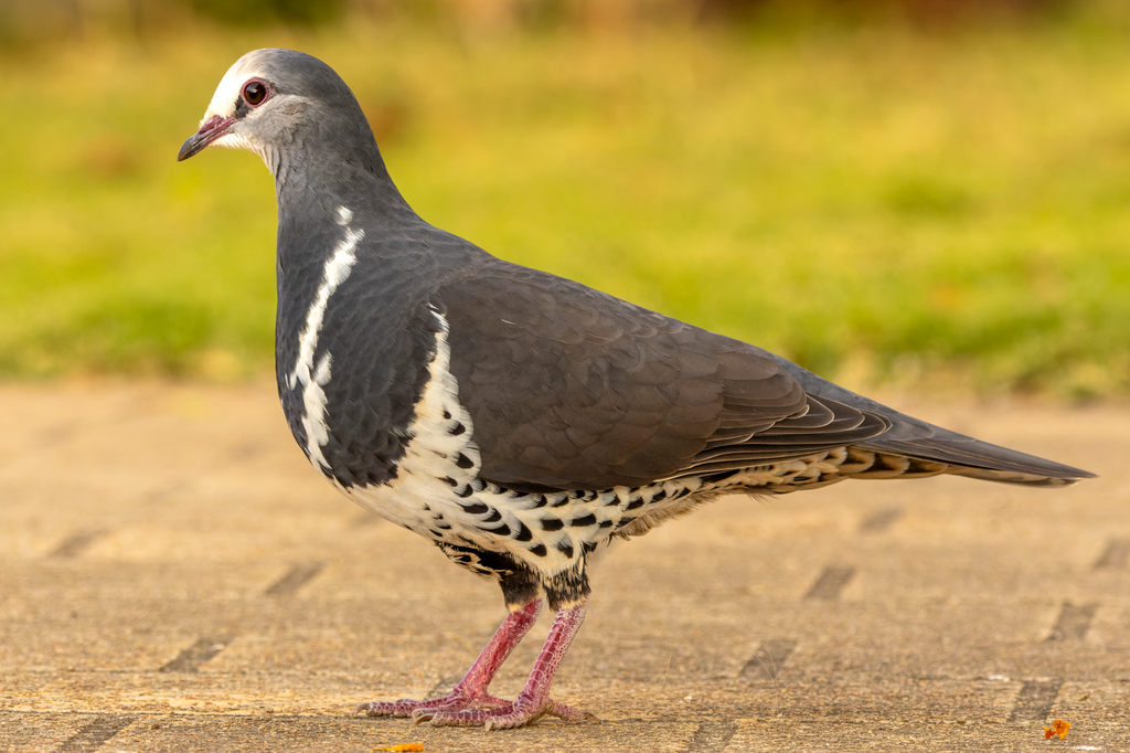 Wonga Pigeon photo