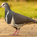 Wonga Pigeon - Photo (c) Joel Poyitt, some rights reserved (CC BY-NC), uploaded by Joel Poyitt