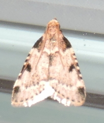 Aglossa costiferalis