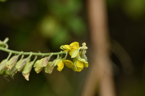 Image of Crotalaria albida by (c) 曾昱承 Yu-Cheng Zeng, some rights reserved (CC BY)