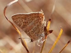 Aphnaeus lilacinus