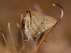 Aphnaeus lilacinus