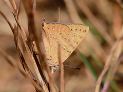Aphnaeus lilacinus
