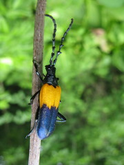 Desmocerus palliatus