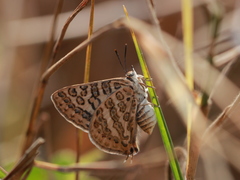 Aphnaeus lilacinus
