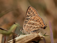 Aphnaeus lilacinus