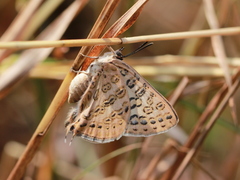 Aphnaeus lilacinus