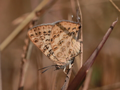 Aphnaeus lilacinus