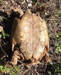 Testudo graeca