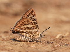 Aphnaeus lilacinus