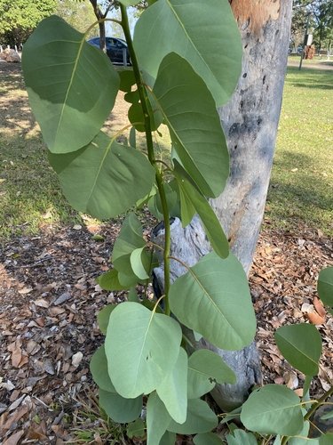 Eucalyptus bigalerita F.Muell.