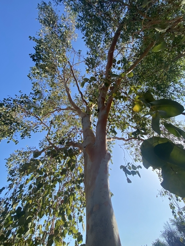 Eucalyptus bigalerita F.Muell. 3