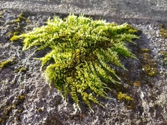 Homalothecium sericeum