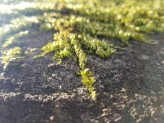 Homalothecium sericeum