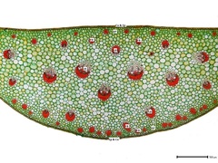 Sansevieria sambiranensis