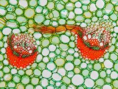 Sansevieria sambiranensis