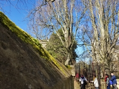 Homalothecium sericeum