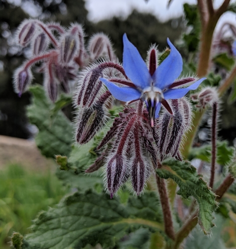 Borage