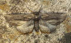 Holochroa dissociarius